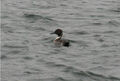 Thumbnail for version as of 23:32, January 14, 2011