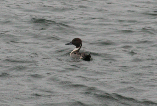 File:Pintail-duck.jpg