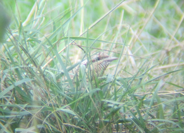 File:Wryneck wanstead.jpg