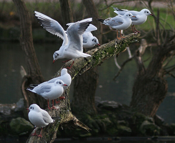 File:Blackheadedgulls-broomfieldpark-katymcgi.jpg