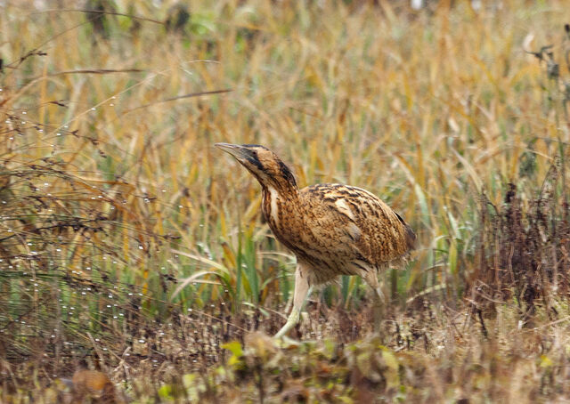 File:Island bittern.jpg