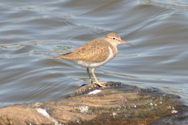 File:Common Sandpiper.jpg