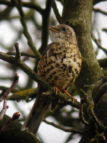 File:Mistle Thrush MHP 17-03-2010.jpg