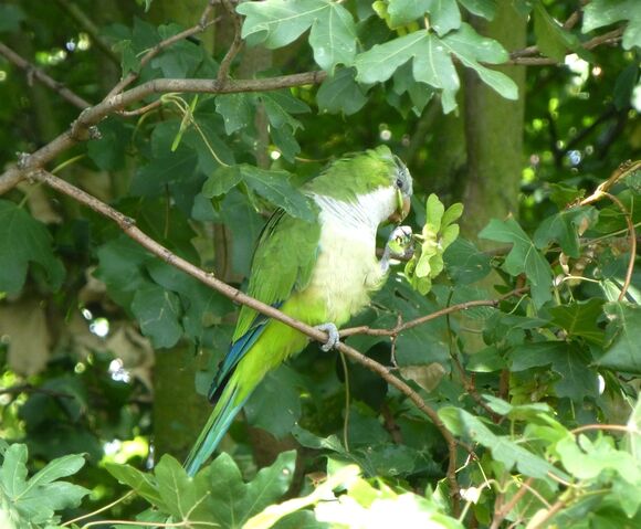 File:MonkParakeet.jpg