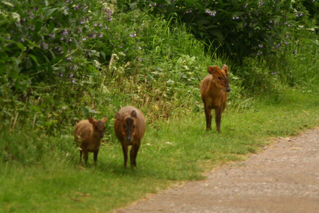 File:Wildlife 113.jpg