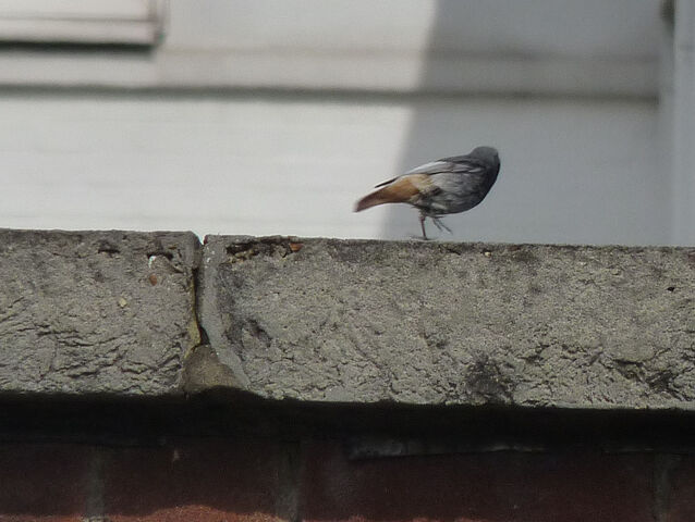 File:Blackredstart070513.jpg