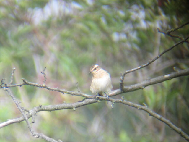 File:Whinchat Alex pond 30 08 10.jpg
