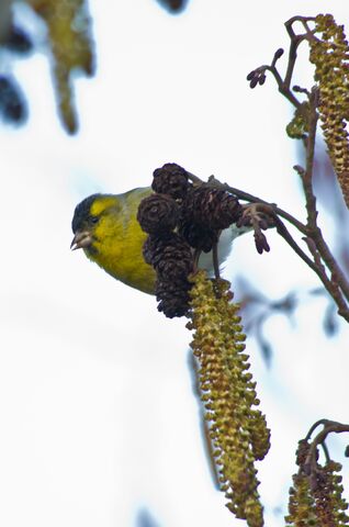 File:Male Siskin feeding.jpg