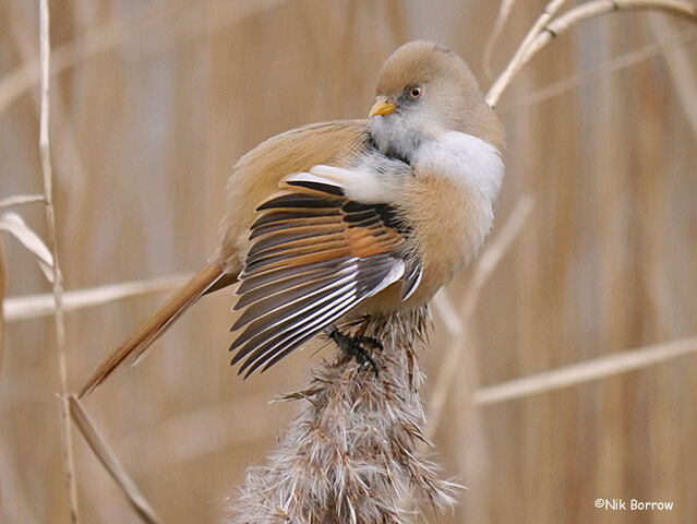 File:Bearded-Reedling-f-23.jpg