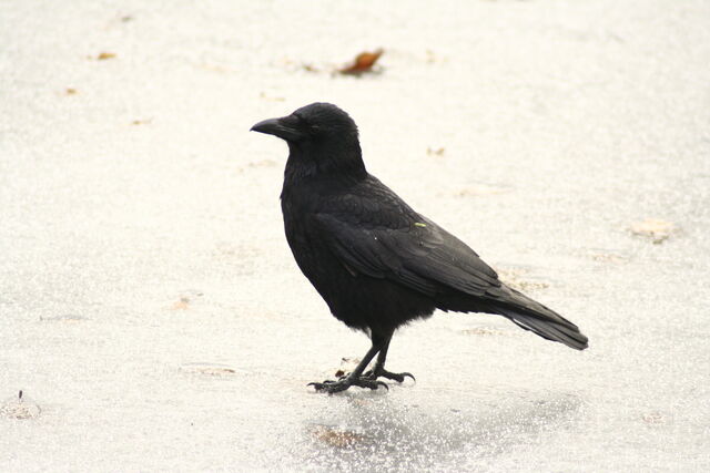 File:Wildlife 1292.jpg