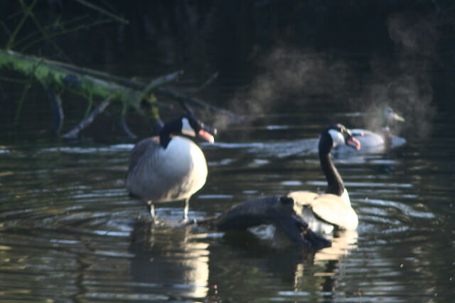 File:Wildlife 021.jpg