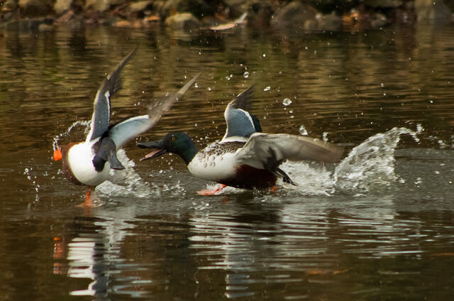 File:Shovellers fighting.jpg