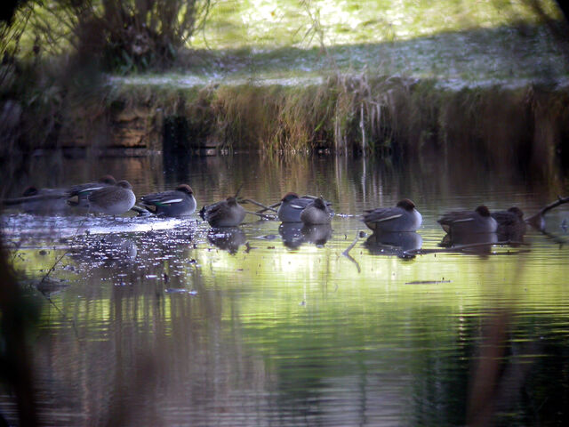 File:Teal MHP 30-01-2010 msr.jpg