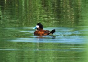 Ruddy Duck LWC 30.vii.2014