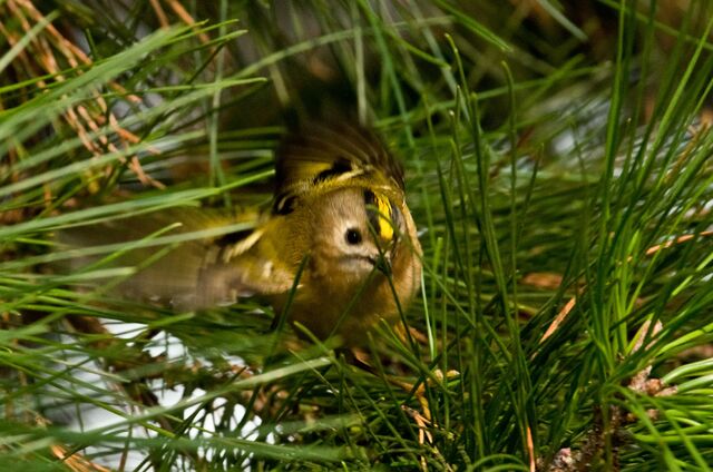 File:Goldcrest wing flapping.jpg
