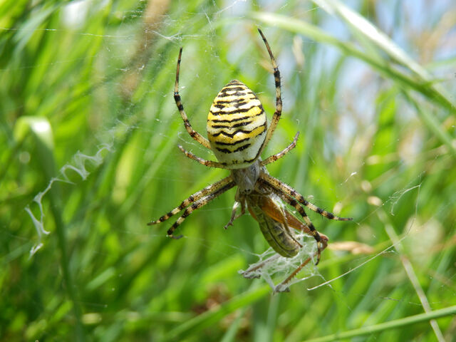 File:Wasp spider6.jpg