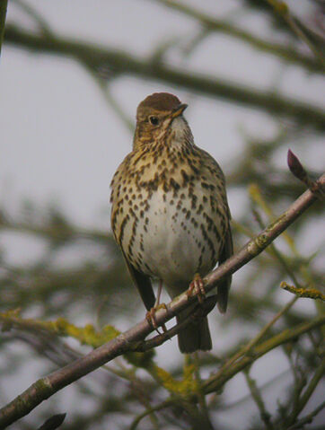 File:Song Thrush - MHP -24-01-2010 msr sf1.jpg