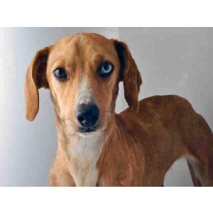 File:Alphiedog.jpg