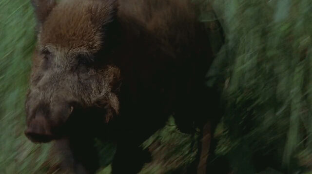 File:1x17-Boar.jpg