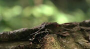 2x14Baumfrosch.jpg