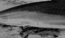 128px-Shark-closeup.jpg