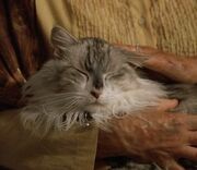 Amiras Cat.jpg