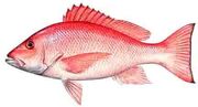 Red snapper