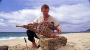Redsnapperorredherring