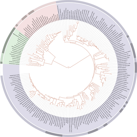 File:500px-Tree of life SVG.svg.png