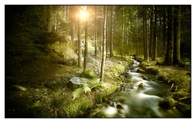 File:Mirkwood Forest2.jpg