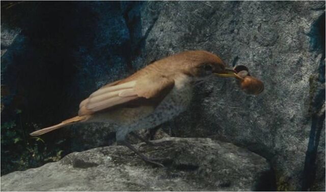File:Thrush.jpg