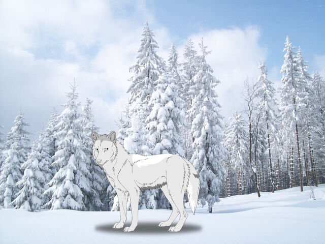 File:White Wolves 17834.jpg