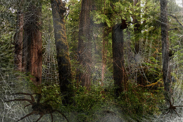File:Forest1.jpg