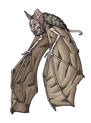 File:Bat.jpg
