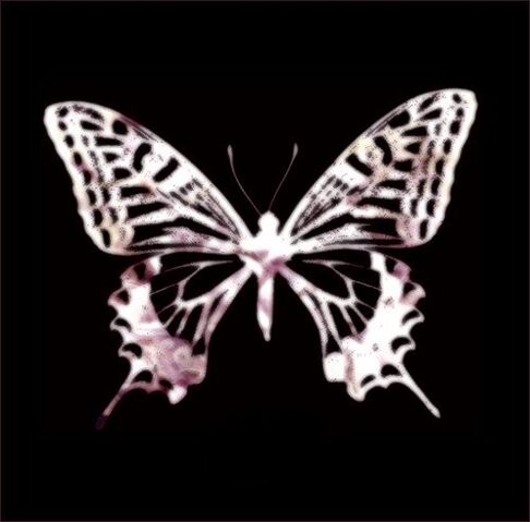 File:Loveless Butterfly.jpg