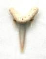 ZTooth