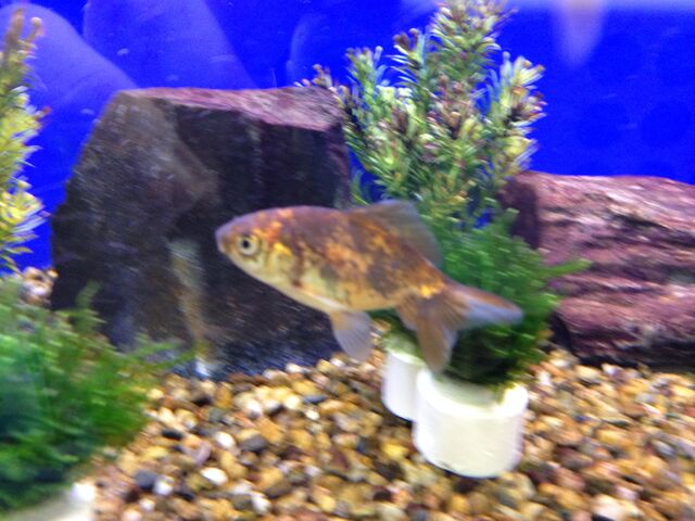 File:Fish 12.jpeg