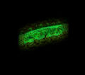 Thumbnail for version as of 20:26, May 31, 2008