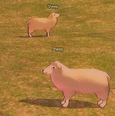 Sheep