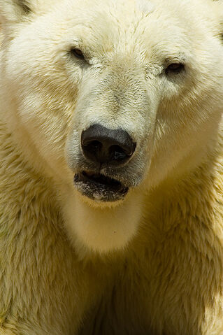 Datei:Eisbär Zoo Rostock.jpg