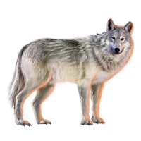 Bernard's Wolf | Mafia Wars Wiki | FANDOM powered by Wikia