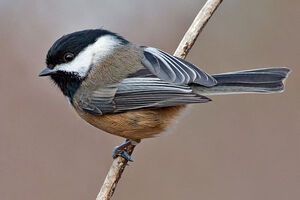 M chickadee