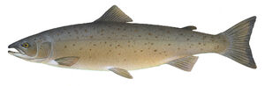 M salmon