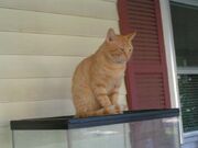 Morris