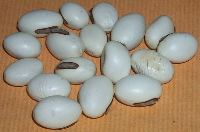 File:Seeds beans.jpg
