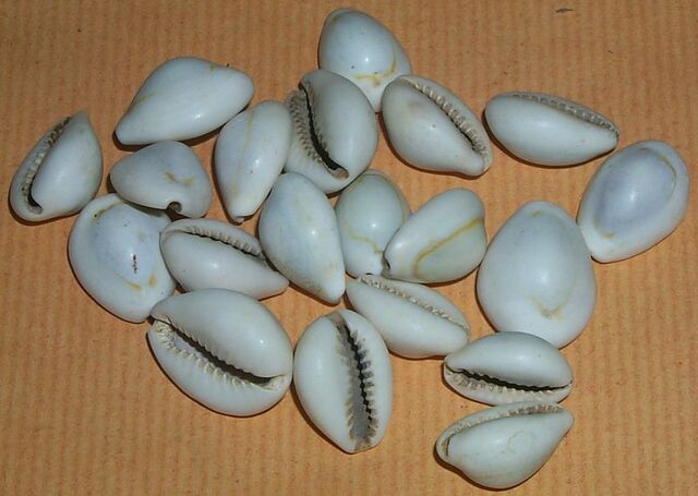 File:Seeds cowries.jpg