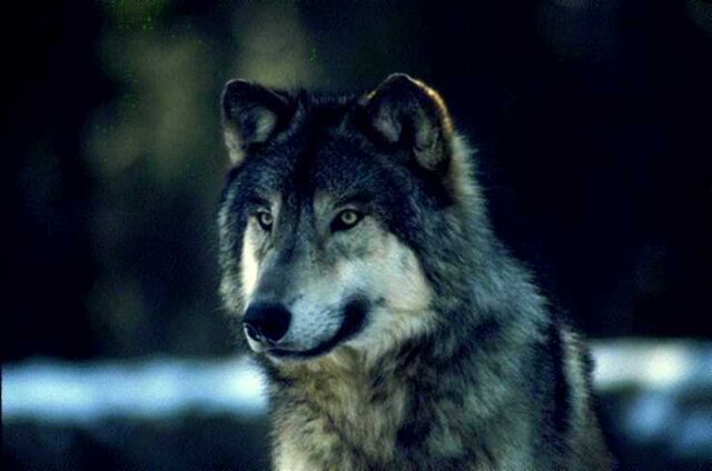 Archivo:Love wolf-lobo.jpg