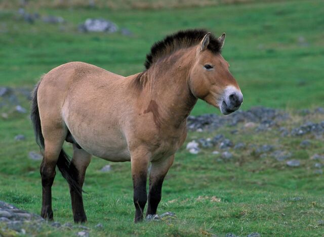 Archivo:Caballo-mongol-salvaje.jpg