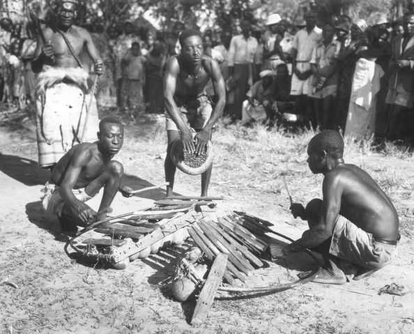 File:4 ILAM124 xylocongo1.jpg