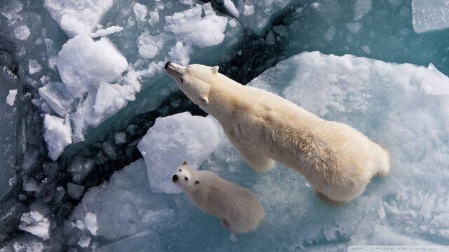 File:Polar bear and global warming-wallpaper-960x540.jpg